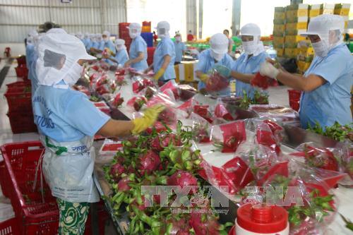 Giá thanh long hồi phục, nông dân vùng chuyên canh phấn khởi 